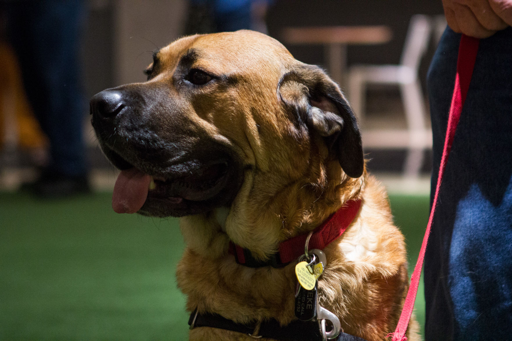 Gateway Mall Dog Adoption